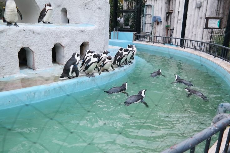 🐼 히노톤톤 동물원 (하무라시 동물공원) 이미지 8